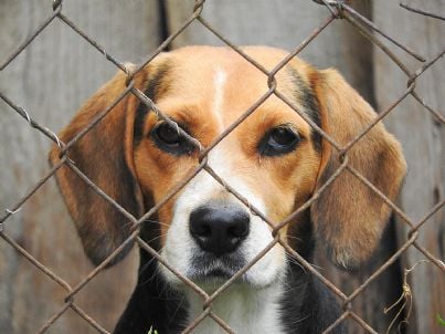 cane beagle prigioniero