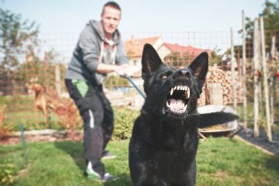 cane aggressivo cerca di scappare dal padrone per mordere