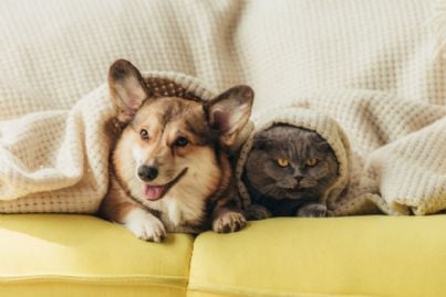 cane e gatto sotto la coperta