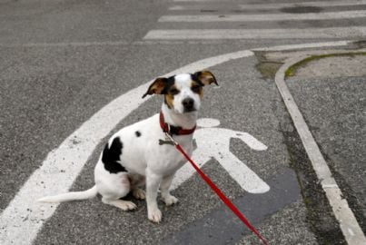 cane al guinzaglio in strada