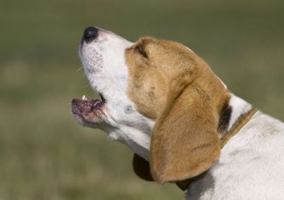 Risarciti i danni causati dai guaiti dei cani del vicino