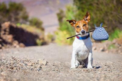 Cani abbandonati: multa e reato