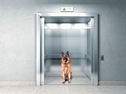 Condominio: è possibile portare animali in ascensore?