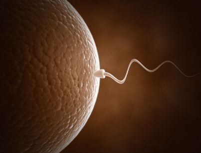 incontro tra ovulo e spermatozoo concetto fecondazione