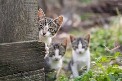 tre gatti curiosi in cortile