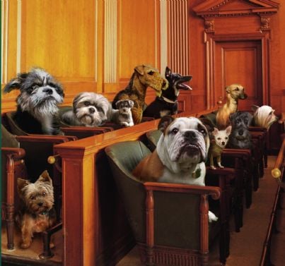 giuria di cani in aula tribunale
