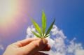Cassazione: una pianta di marijuana nel cortile è uso personale