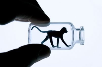 scimmia in vitro concetto sperimentazione animale