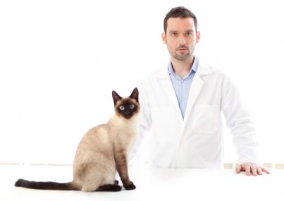 veterinario serio con un gatto in studio